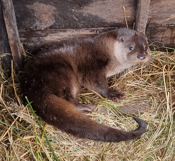 IOSF Digital Otter Sponsorship