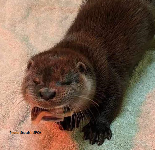 IOSF Digital Otter Sponsorship