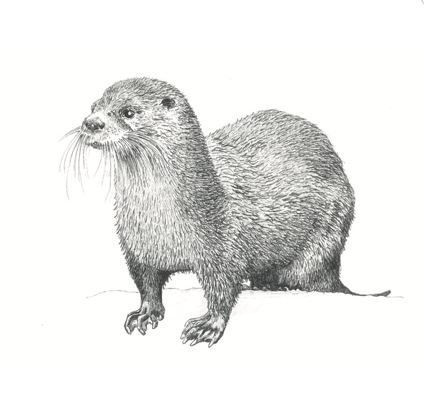 The Otter (A4 Print)