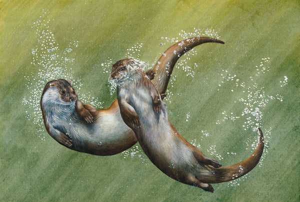 Limited Edition Fine Art Otter Prints (Lyn Wells)