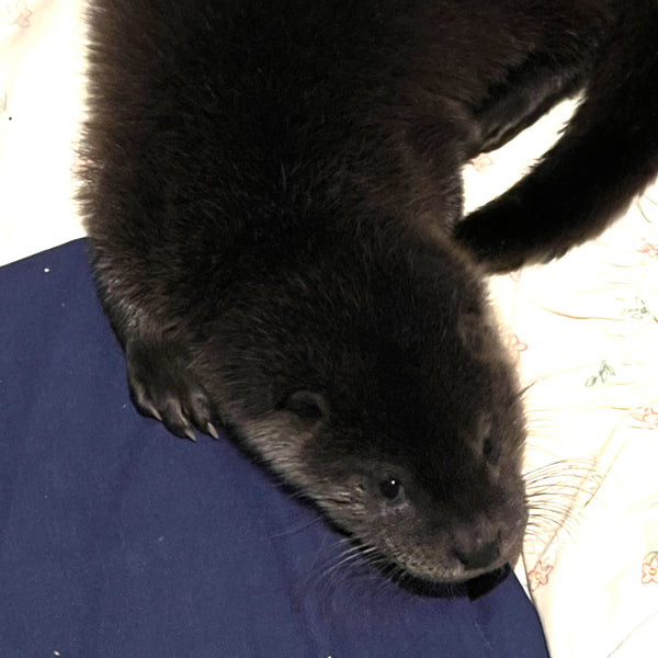 IOSF Digital Otter Sponsorship