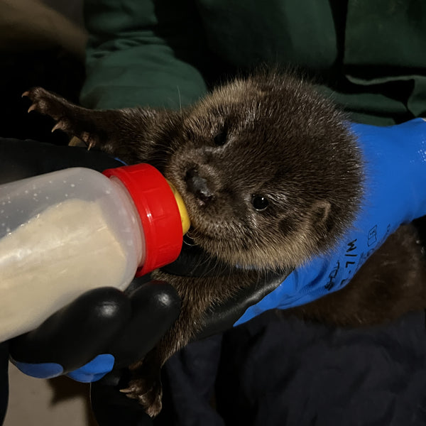 IOSF Digital Otter Sponsorship
