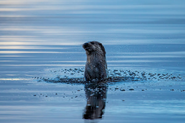 Wild Otters from David Coultham Photography