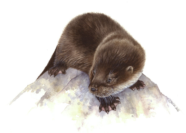 Limited Edition Fine Art Otter Prints (Lyn Wells)