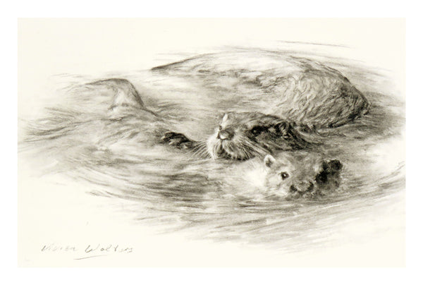 Open and Limited Edition Otter Art  (Vivien Walters) from £29.50
