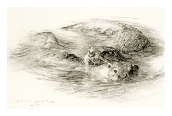 Open and Limited Edition Otter Art  (Vivien Walters)