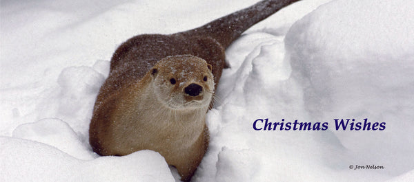 IOSF Christmas Cards