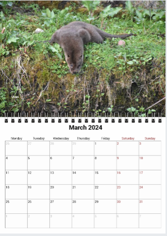 2024 IOSF Otter Calendar - *Reduced*