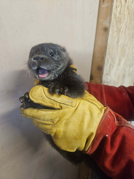 IOSF Digital Otter Sponsorship