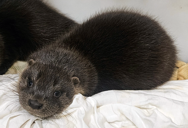 Letterbox IOSF Otter Adoption