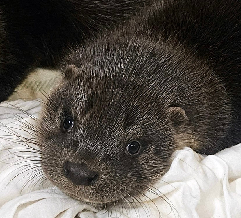 IOSF Digital Otter Sponsorship