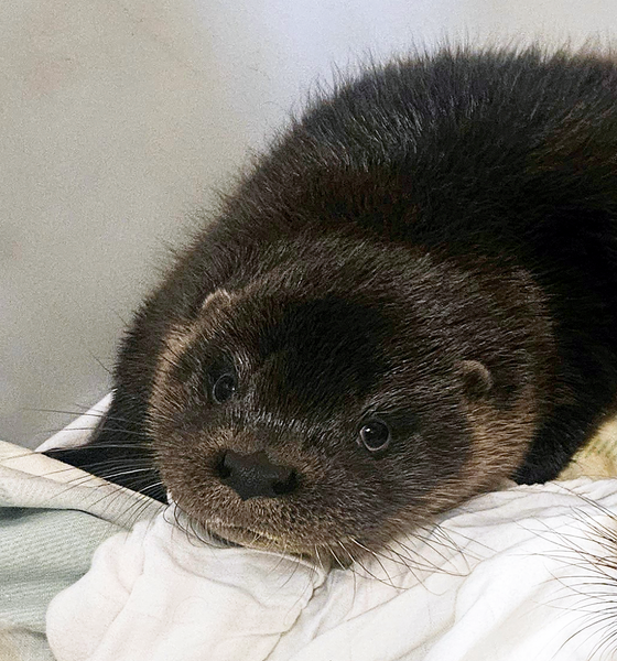 IOSF Digital Otter Sponsorship