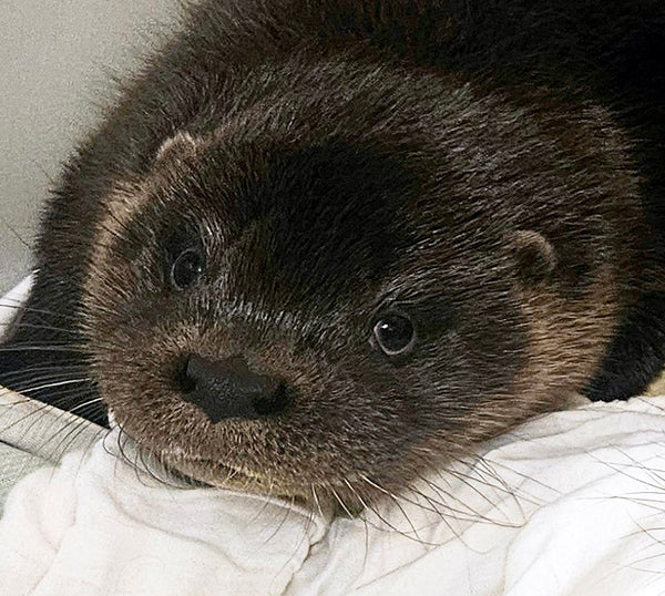 Letterbox IOSF Otter Adoption