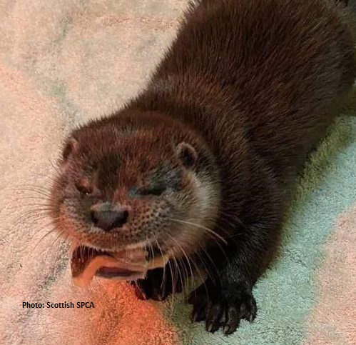 *NEW*  IOSF Digital Otter Sponsorship