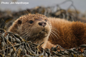 IOSF Workshop  Bookings -  Eurasian Otter Conservation,  A Collaborative Approach
