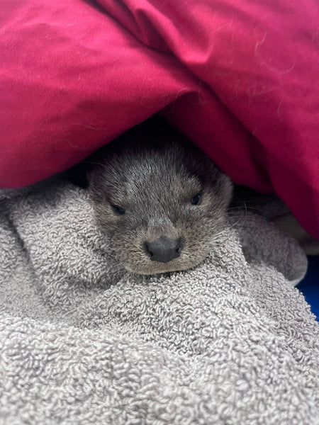 IOSF Digital Otter Sponsorship