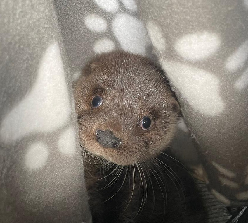 IOSF Otter Adoption Gift Box