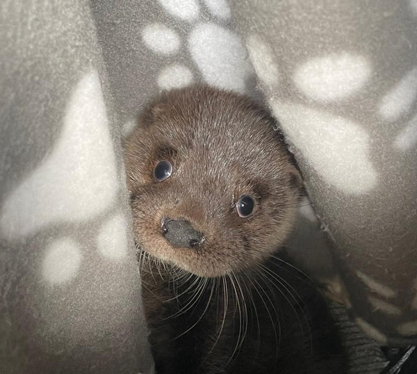 IOSF Otter Adoption Gift Box