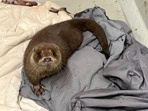 IOSF Digital Otter Sponsorship