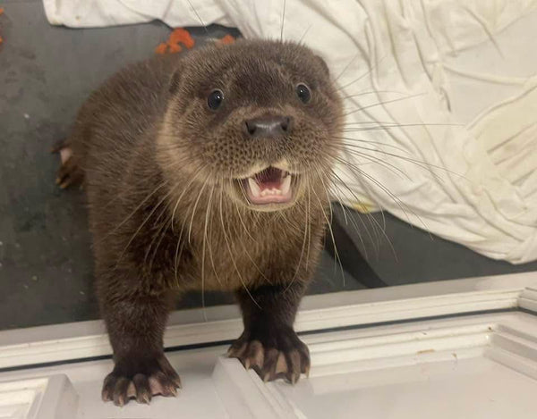 IOSF Digital Otter Sponsorship