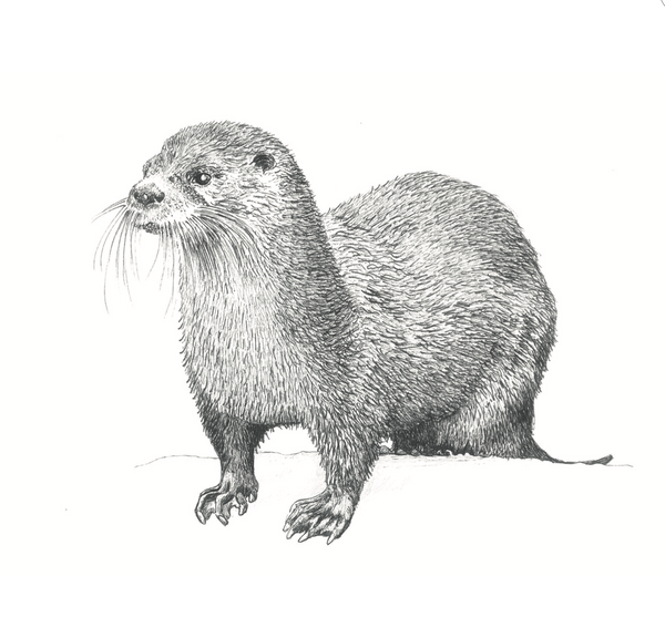 The Otter (A4 Print) - Creature Candy