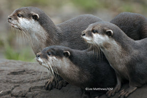 Renew your Family Otter Sponsorship