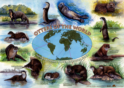 IOSF Otters of the World Poster