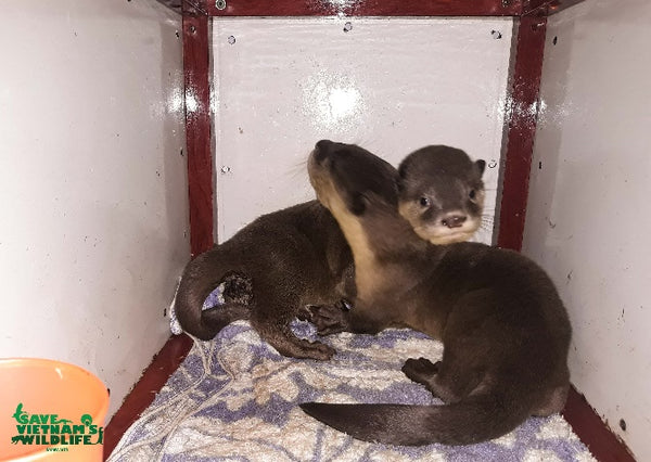 Donate to the IOSF Rescued Pet Otters Fund