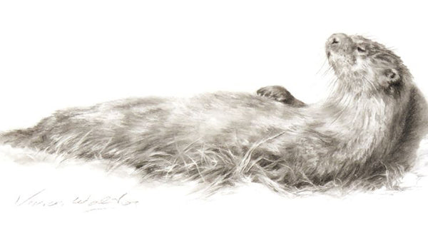 Open and Limited Edition Otter Art  (Vivien Walters) from £29.50