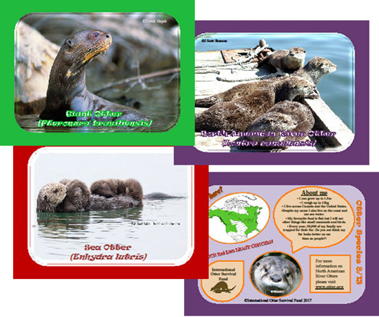 IOSF Otter Species Cards
