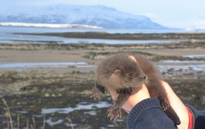 Renew a Child's Otter Sponsorship